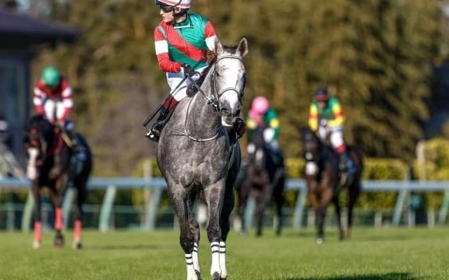 【愛知杯枠順確定】カピリナは5枠9番、スウィープフィートは8枠17番