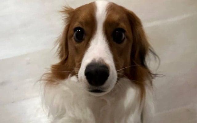 大谷翔平に甘えるデコピン「可愛すぎる！」　開幕戦はお留守番…つぶらな瞳で「遊んで！」