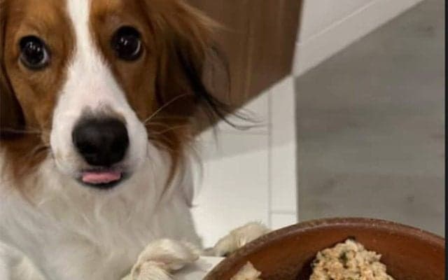 大谷翔平、愛犬デコピンの食事タイムを公開　由伸製作の陶器で“ご満悦”