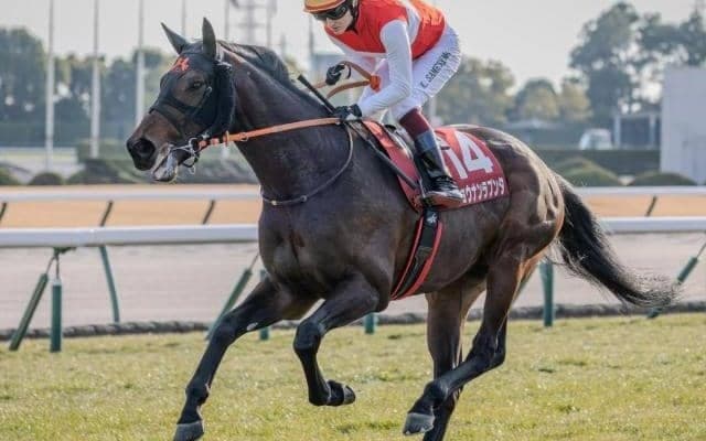 【阪神大賞典・馬体重】ショウナンラプンタは542kg(+2)、ヴェローチェエラは500kg(+4)