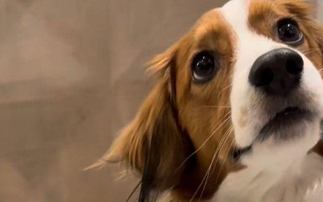 デコピンから漂う“気品”　大谷翔平が公開した珍しい一幕に歓喜「たまらん」