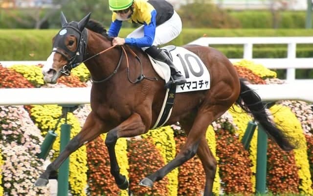 【高松宮記念見どころ】復調のママコチャが久々のGIの美酒に酔う