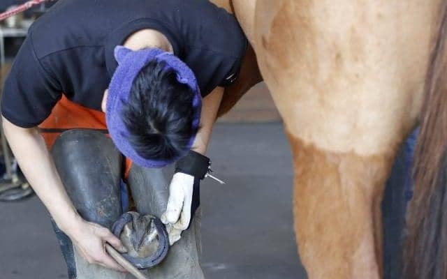 浦河町で「第31回装蹄競技大会」が開催 16名の腕自慢がしのぎ削る