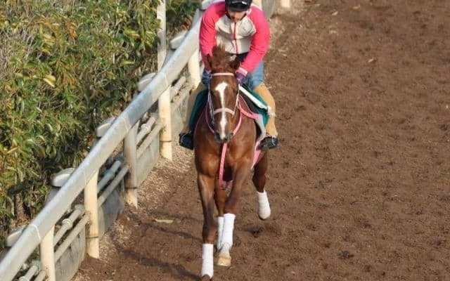 チェッキーノの2023(チェルヴァーラ)など、先週の入厩情報/栗東トレセンニュース