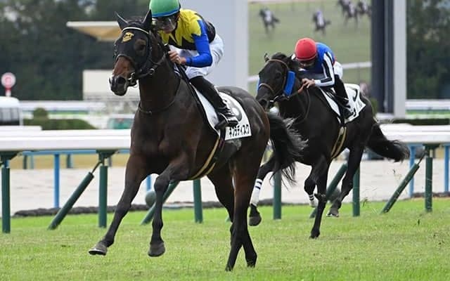 【毎日杯展望】ネブラディスクが共同通信杯組の好相性を証明する