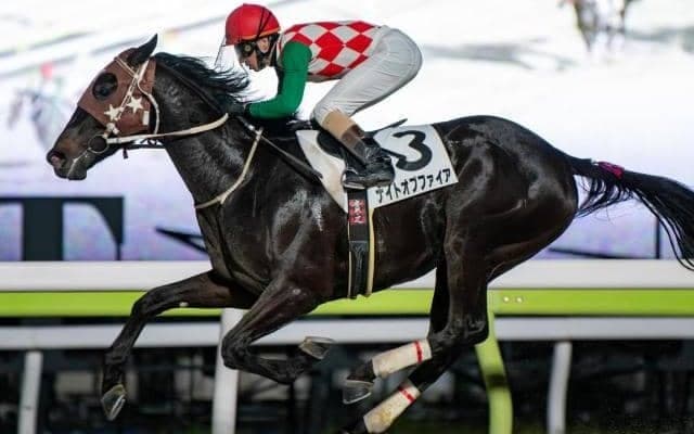 【大井・京浜盃注目馬】ダート三冠の前哨戦 地方馬も実力馬揃いで混戦模様