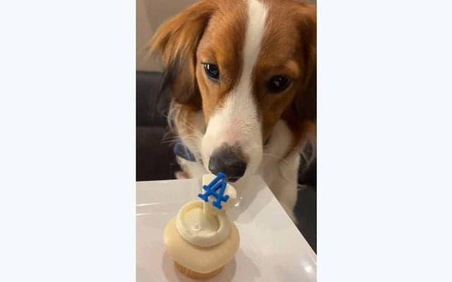 大谷翔平、LAケーキを食べるデコピンを公開　舌ペロペロ…夜空に浮かぶドローンアートも