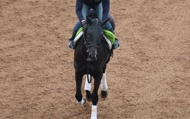 インディアマントゥアナの2023(ウンナターシャ)など、先週の入厩情報/栗東トレセンニュース