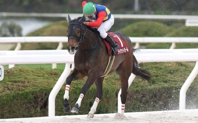 【園田・兵庫女王盃注目馬】ライオットガールの連覇か、他馬が台頭するか