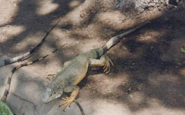 レースも盛んな｢中東のラクダ｣、感心した｢上海のパンダ｣、落ちてきた｢南米のイグアナ｣、食べたのは【世界サッカー取材で出会った｢珍獣｣たち】(2)