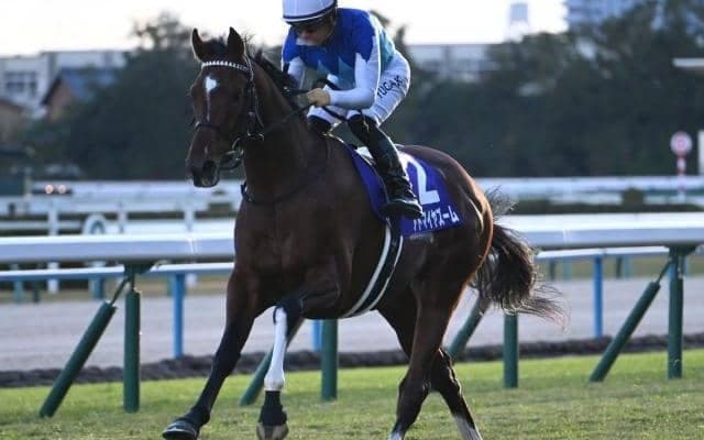 【ニュージーランドT予想オッズ】アドマイヤズームが予想1番人気