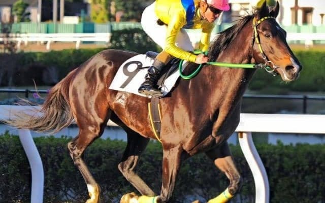 千葉ロッテ吉井監督の所有馬 野球界と競馬界のレジェンドの「初コラボ」で覚醒なるか