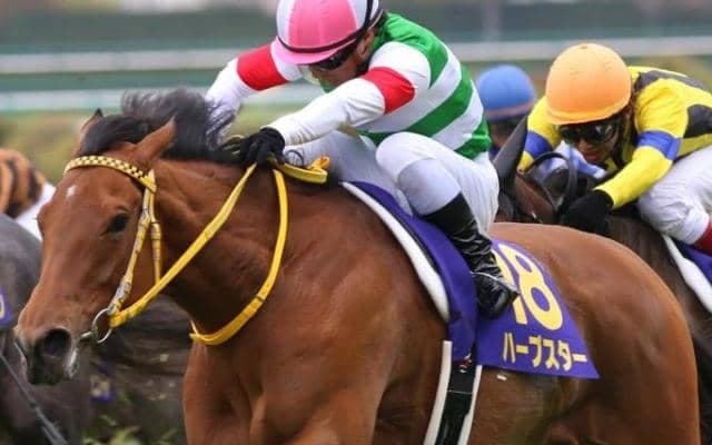 ダイワスカーレットやハープスターなど名牝揃い 阪神8枠から生まれた桜の女王たち