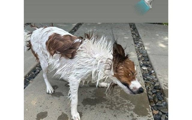 大谷翔平、デコピンの最新写真公開　シャワー浴び気持ちよさそうな表情…オフに“家族”とのひと時