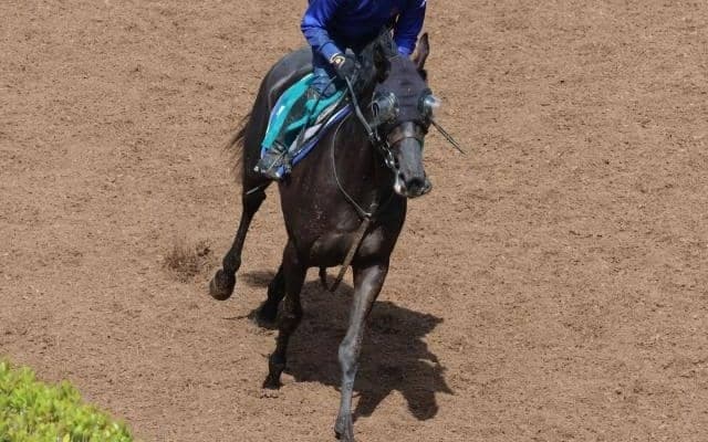 クロノジェネシスの2023(ベレシート)など、先週の入厩情報/栗東トレセンニュース