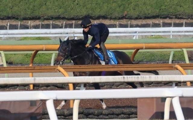 ジュンブロッサム、マイラーズC1週前追い切り速報/栗東トレセンニュース