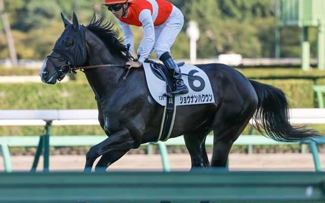 1.6億の良血馬 マジックマンを背に待望の2勝目となるか