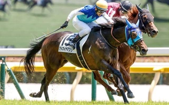 【福島牝馬S前日オッズ】アドマイヤマツリが3.5倍で1番人気