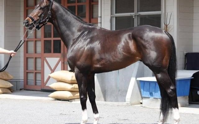 休み明けでも仕上がり良し マイラーズCで「適性、状態、そして相手関係的にも負けられない」一頭とは