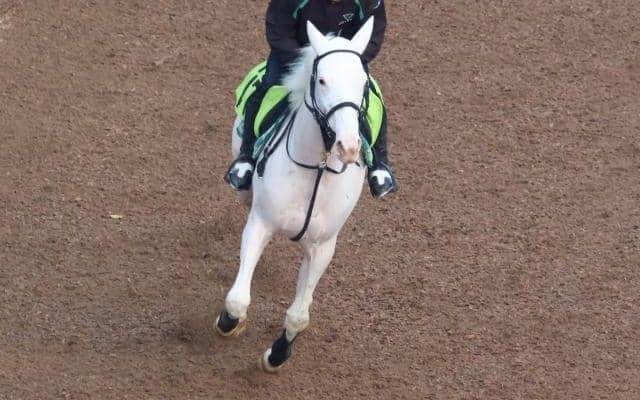 ブチコの2023(マルガ)など、先週の入厩情報/栗東トレセンニュース