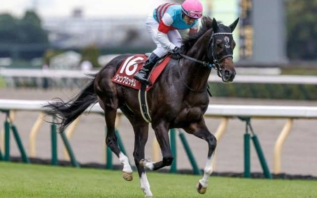 【マイラーズC予想オッズ】ジュンブロッサムが予想1番人気