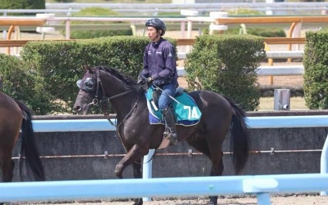 ベレシートなど、先週のゲート試験/栗東トレセンニュース