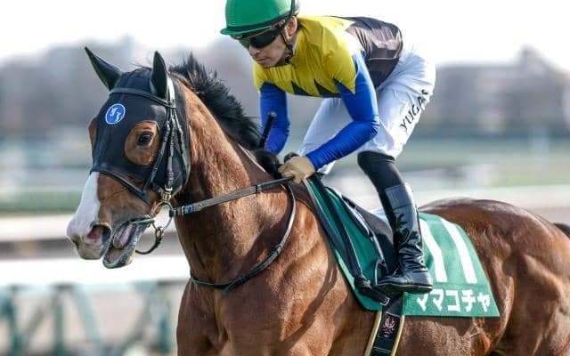 【京王杯SC想定馬・騎手】ママコチャ、トウシンマカオなど11頭