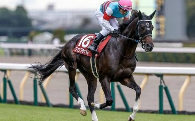 【マイラーズC前日オッズ】ジュンブロッサムが2.2倍で1番人気