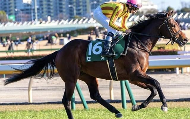 京都芝は先行優勢 マイラーズCはセオの粘り込みだ