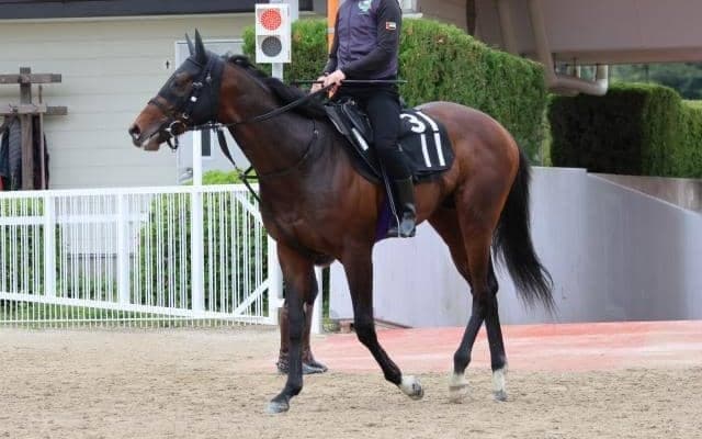 エンダードラゴンなど、先週の入厩情報/栗東トレセンニュース