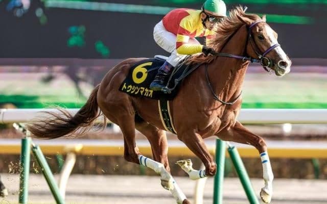 【京王杯SC予想オッズ】トウシンマカオが予想1番人気