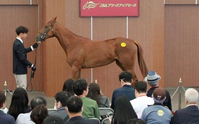 中山競馬場で2025年JRAブリーズアップセール開催 最高額はナダル牝駒で5400万円