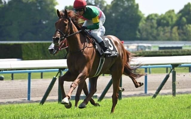 【矢車賞結果】タガノアビーが最後方からの直線一気V