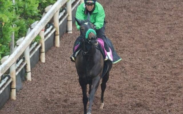 エリカエクスプレスなど、先週の入厩情報/栗東トレセンニュース