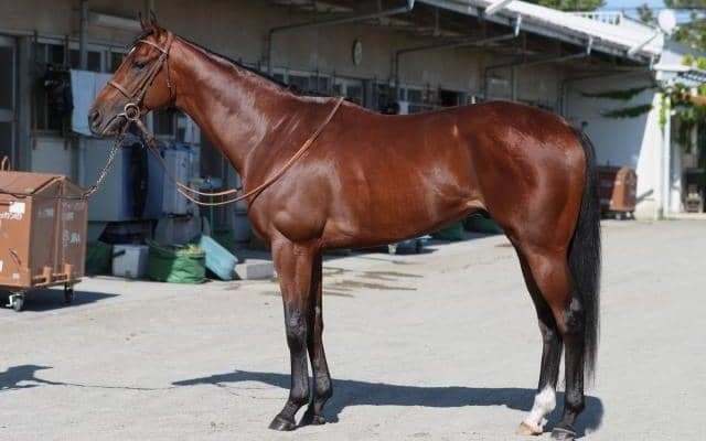 「NHKマイルCが適性ドンピシャ」 馬体派記者が変わり身に期待する一頭とは