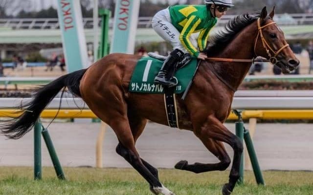 レース史上最高馬体重Vなるか NHKマイルCに巨漢の2頭が参戦