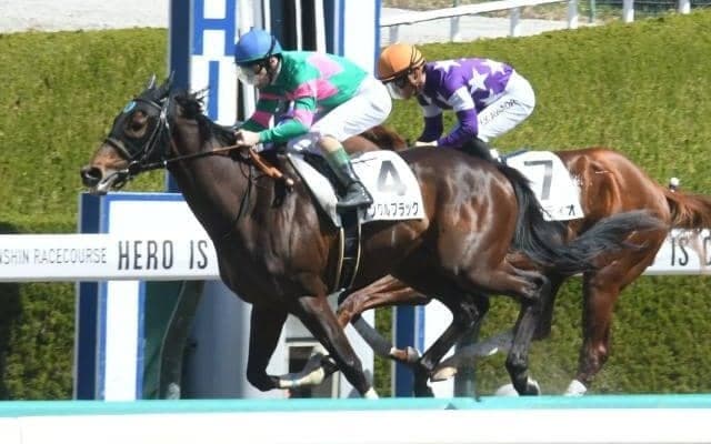 【京都HJ予想オッズ】アンクルブラックが予想1番人気