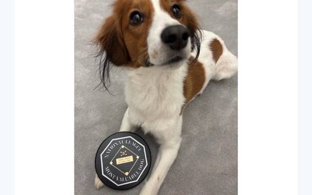 誕生日のデコピンに祝福殺到　期待される新たな“役目”…ファン注目「忙しくなる」