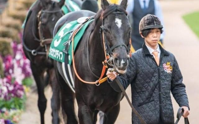 【新潟大賞典】セレクト5.1億円のショウナンアデイブ 史上最高額のJRA重賞勝ち馬となるか