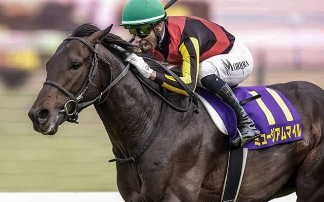 【日本ダービー想定】ミュージアムマイルやクロワデュノールなど17頭