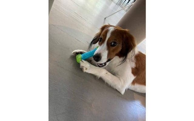 大谷翔平、衝撃の2打席連発→直後にデコピン公開　おもちゃを“はむはむ”、チラ見