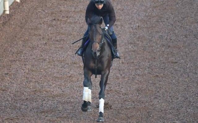 ミュージアムマイルなど、先週の入厩情報/栗東トレセンニュース