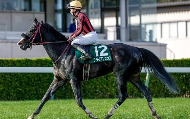 【平安S予想オッズ】ブライアンセンスが予想1番人気