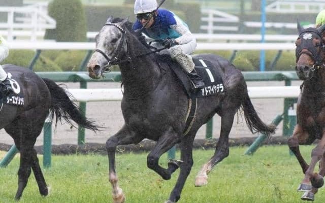 【目黒記念想定馬・騎手】アドマイヤテラ、スティンガーグラスなど20頭