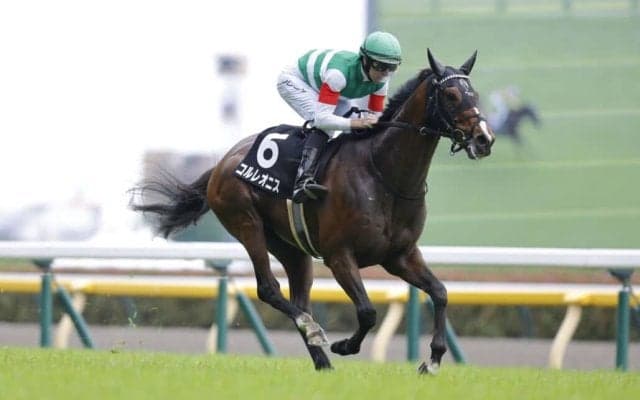 【調布特別】ハープスターの半弟が断然の人気に応えて快勝