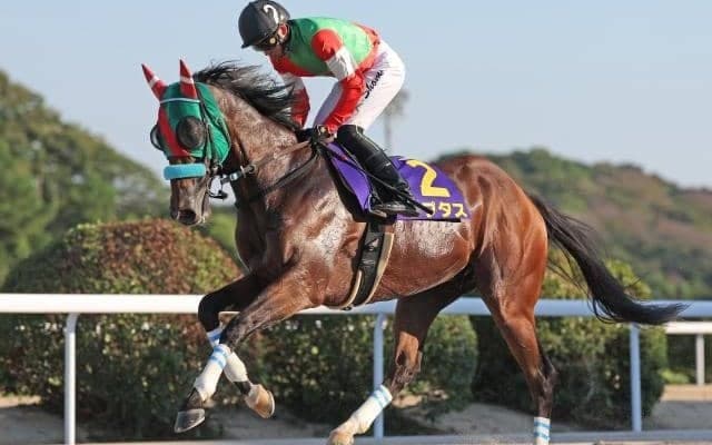 ダートグレード競走5勝のラプタスが登録抹消 今後は乗馬に