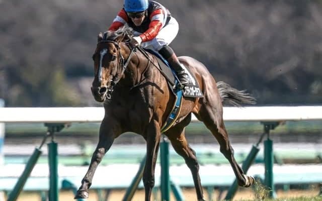 【目黒記念見どころ】近走の活躍が目覚ましいスティンガーグラスに注目