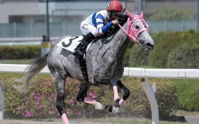 ルーキー中山遥人騎手が初勝利 珍名馬スモモモモモモモモ導く