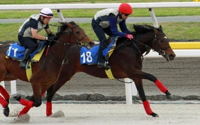 千葉サラブレッドセール 最高額はナダル産駒「フクシアの2023」で8000万円