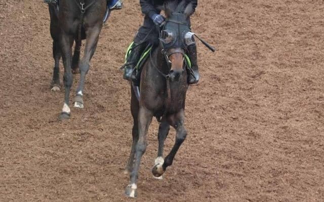 シンハライトの2023(アランカール)など、先週の入厩情報/栗東トレセンニュース